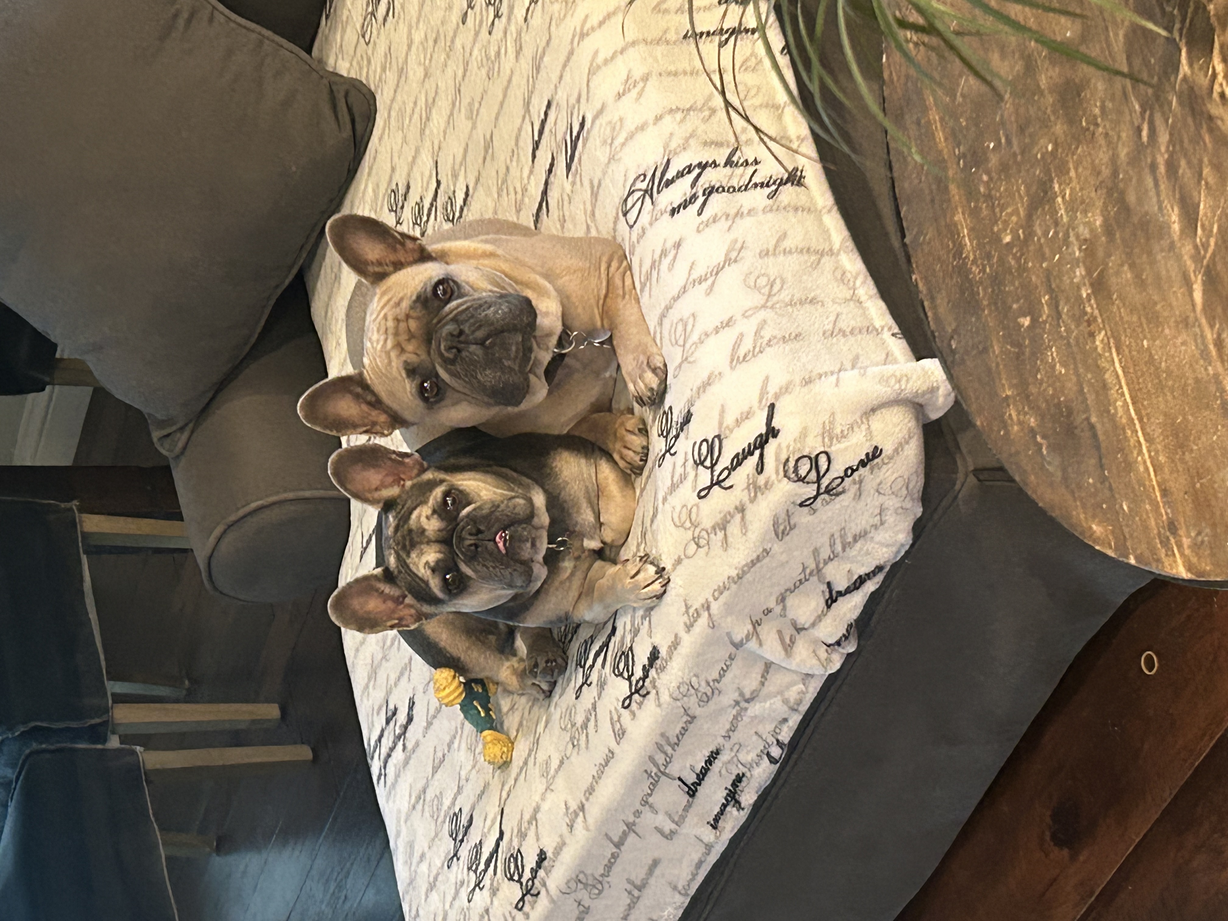 two French bulldogs laying on couch