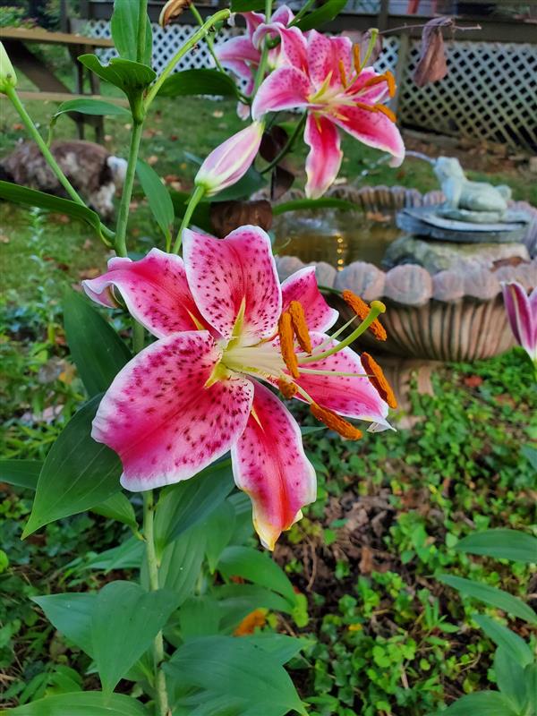 Picture of pink flowers