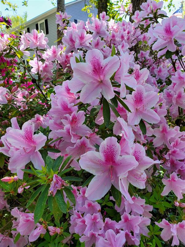 Picture of pink flowers