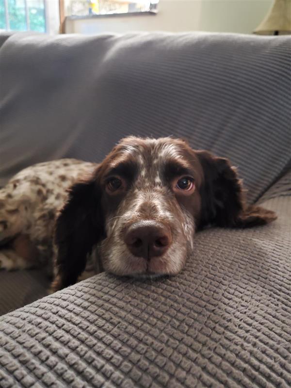 picture of a dog laying down